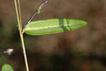 White moneywort